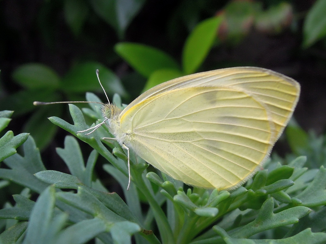 Pieris brassicae ?? S